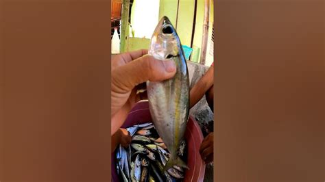 gutob fish in tagalog|gutob : Binisaya .
